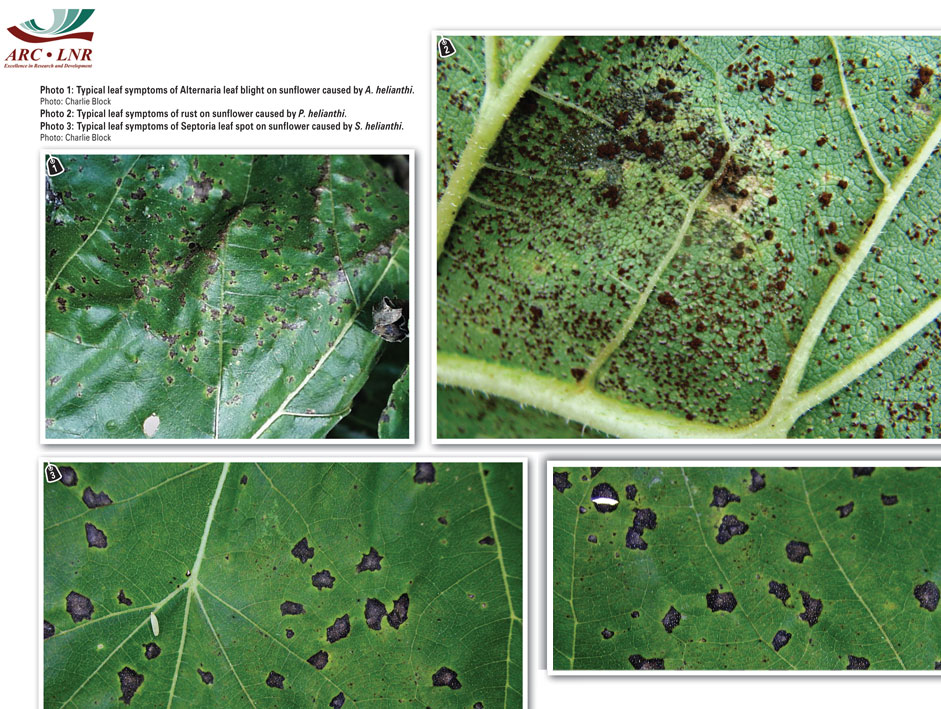 sunflower-diseases-and-pests-description-uses-propagation