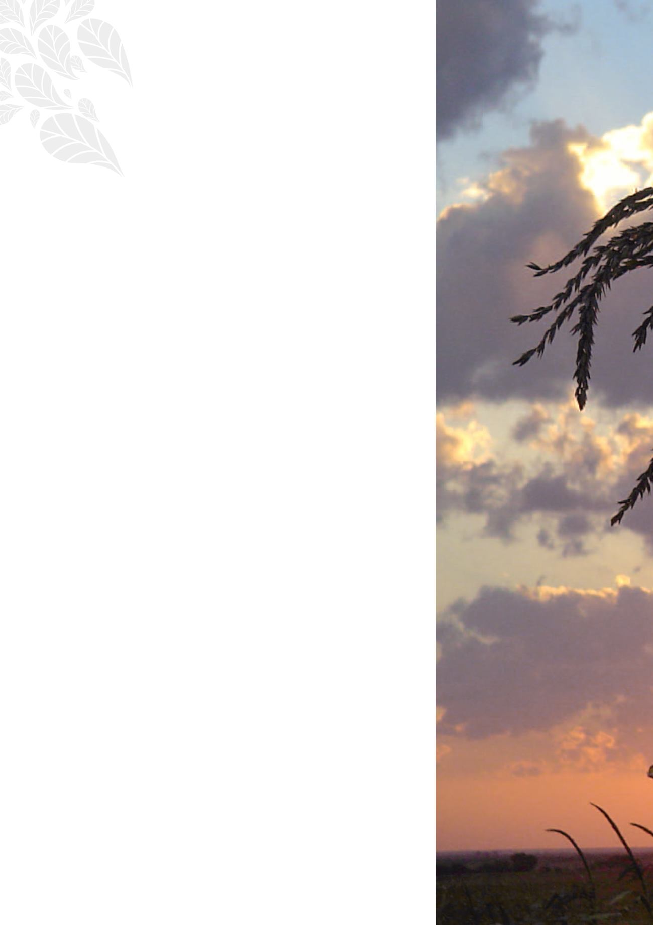 Page Background