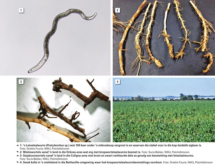 Aalwurmpeste knou produksie van mielies en ander wisselbougewasse