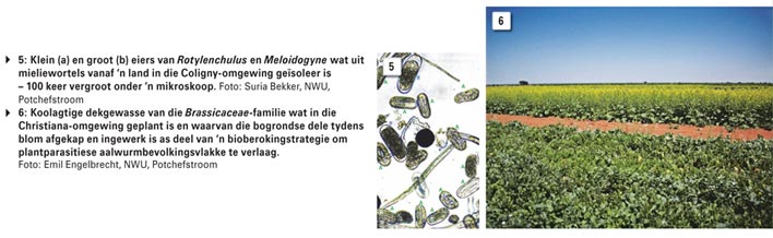 Aalwurmpeste knou produksie van mielies en ander wisselbougewasse