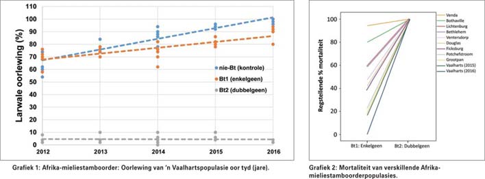 Afrika mieliestamboorder deeglik gemonitor vir oorlewing op Bt-mielies