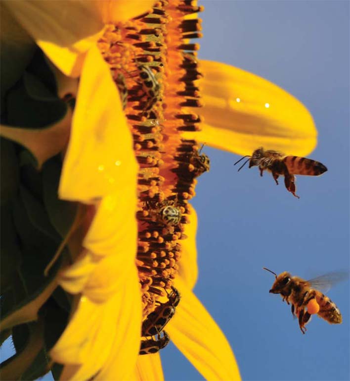 BEES ARE VIPs (very important pollinators of sunflowers)