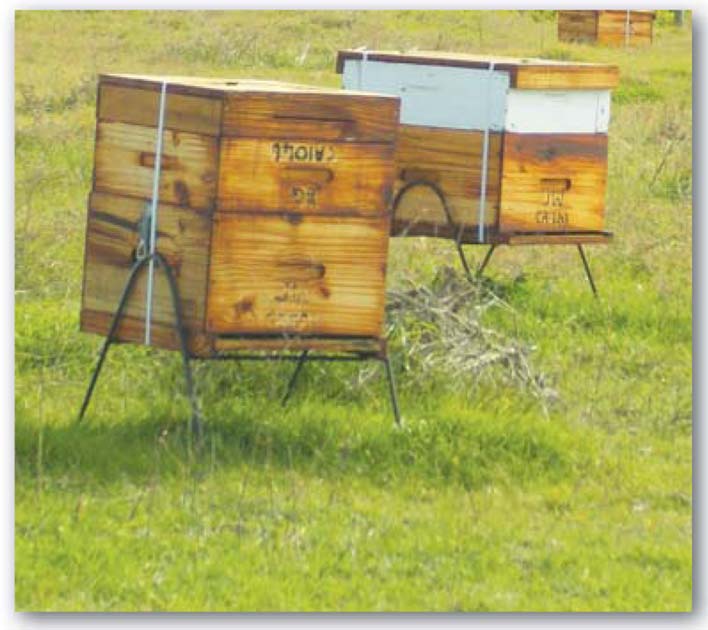 BEES ARE VIPs (very important pollinators of sunflowers)