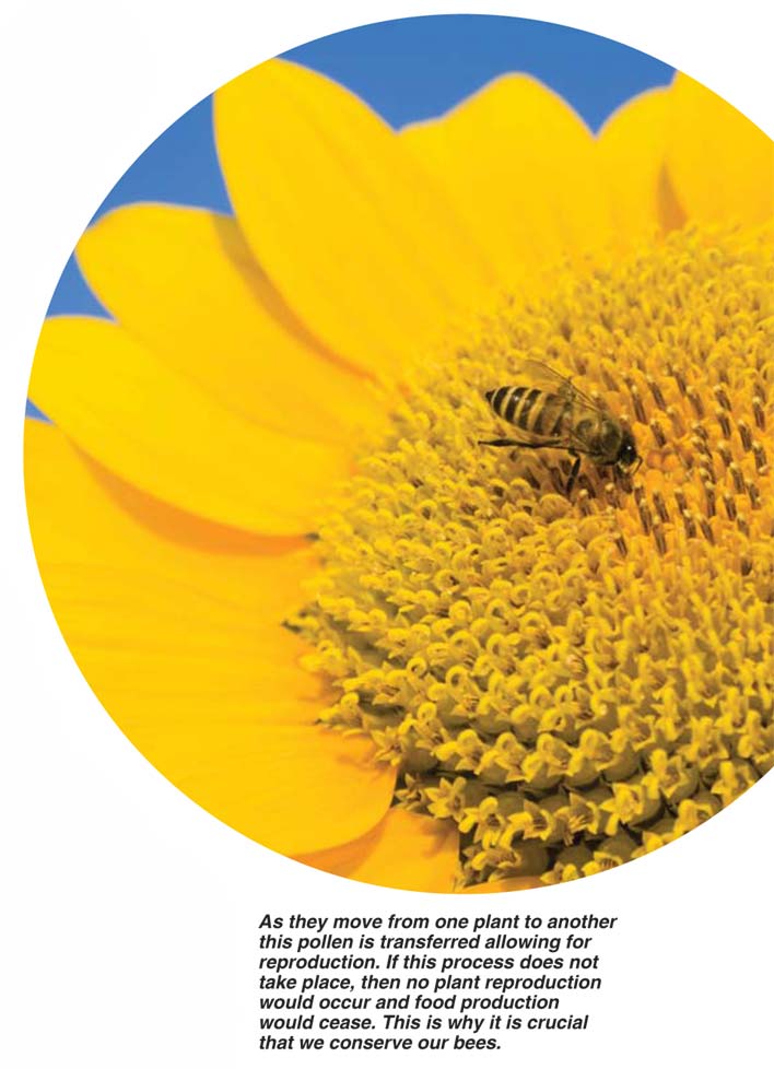 BEES ARE VIPs (very important pollinators of sunflowers)