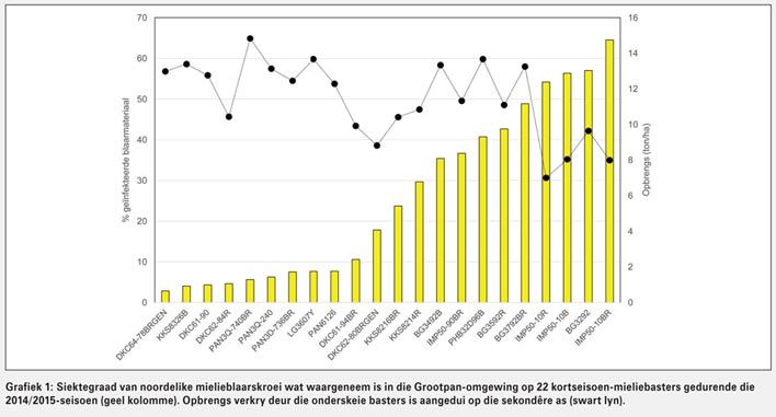 Noordelike mielieblaarskroei op twee plekke opgemerk in Noordwes Provinsie