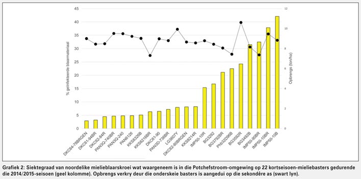 Noordelike mielieblaarskroei op twee plekke opgemerk in Noordwes Provinsie