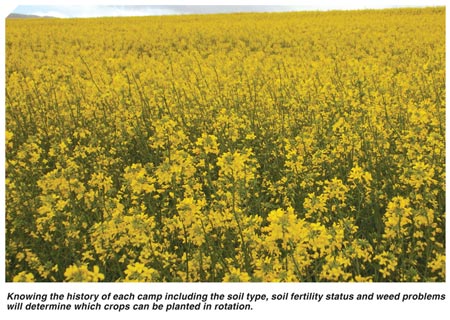 Factors to consider when deciding on canola camps