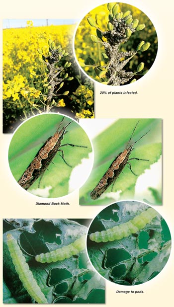 Management factors to consider from October to harvest