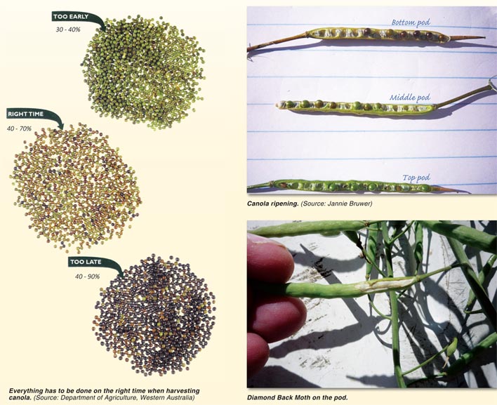 Management factors to consider from October to harvest