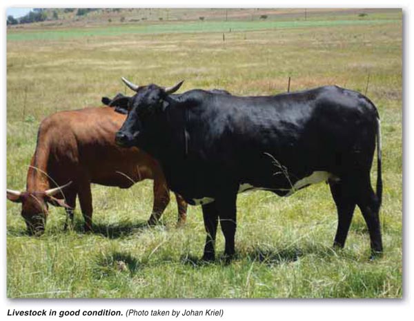 Find a balance between cash crops and the stock factor