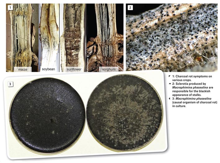 Charcoal rot could be the next game changer