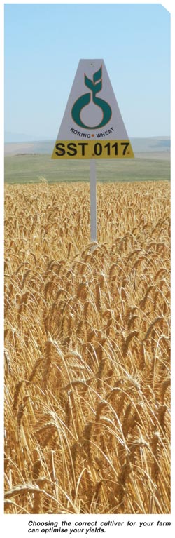 How to choose the 'Mr Right' of wheat cultivars