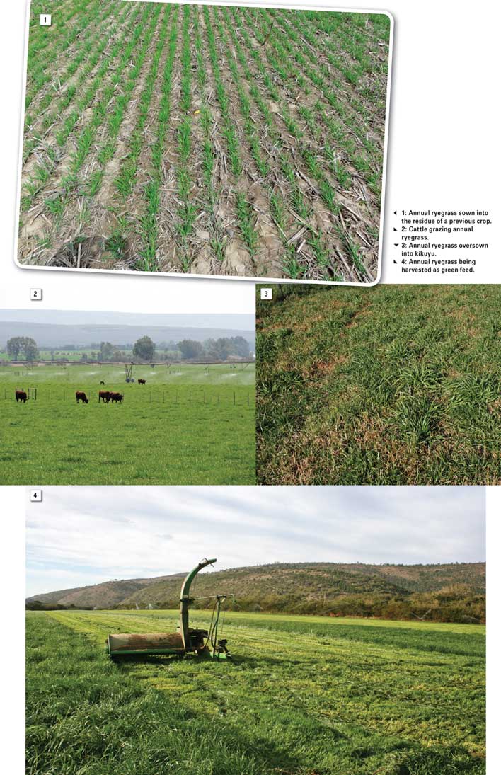 Integrated crop and pasture-based livestock production systems