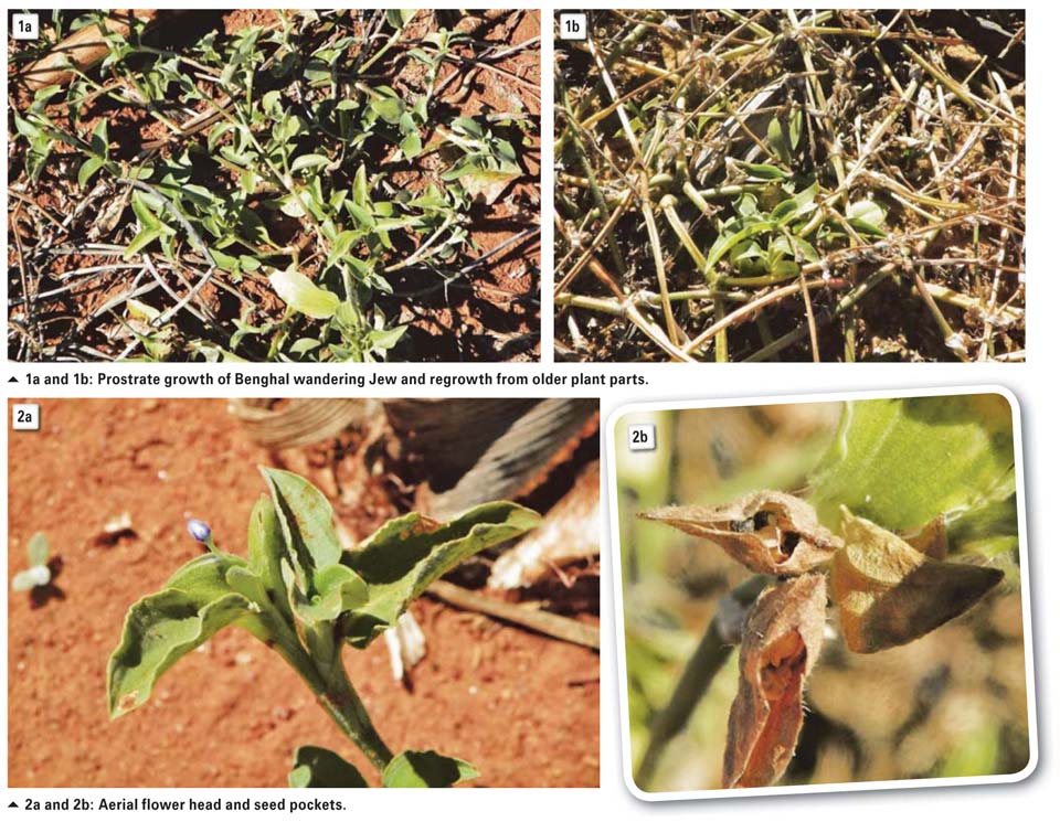 wandering jew herbicide control