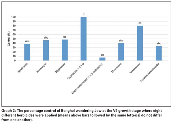 Effective control of Benghal wandering Jew