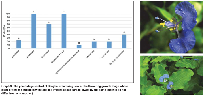 Effective control of Benghal wandering Jew