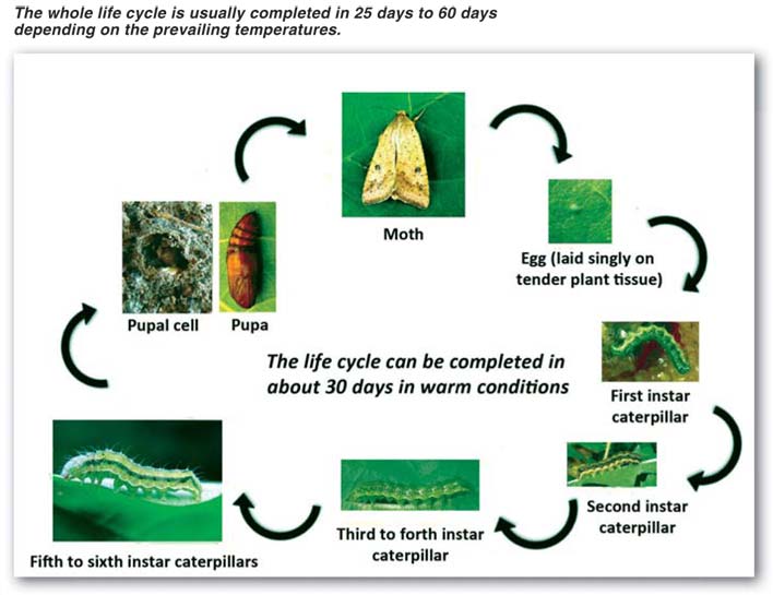 Control of bollworm in soybeans