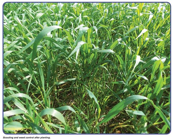 Scout and control weeds before and after planting