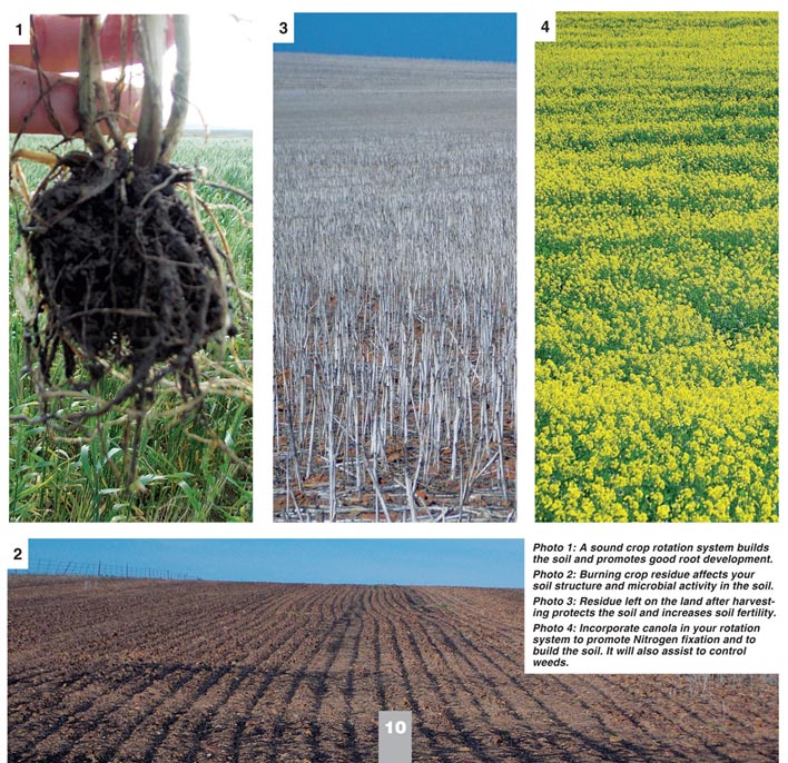 Improve your wheat yield with crop rotation