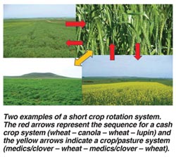 Improve your wheat yield with crop rotation