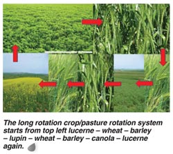 Improve your wheat yield with crop rotation