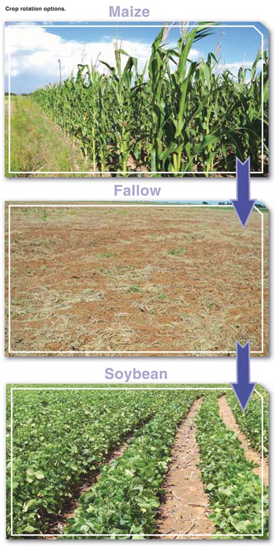 Practical crop rotation principles