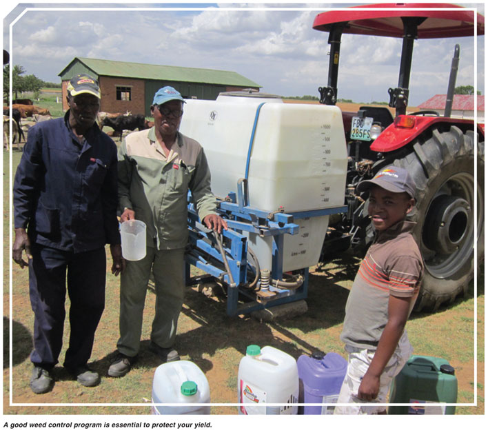 Dangers of Datura in maize