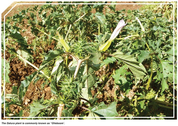 Dangers of Datura in maize