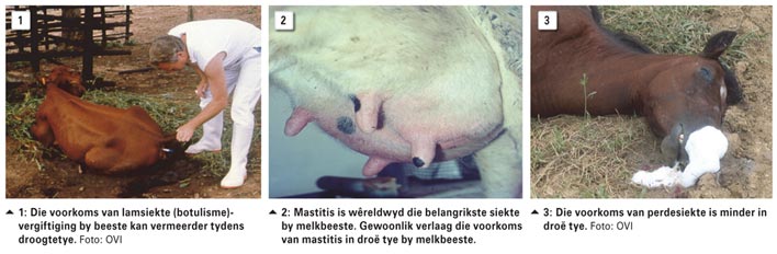 Die effek van die droë toestande op dieresiektes