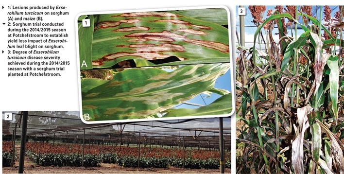 A look at Exserohilum leaf blight of sorghum