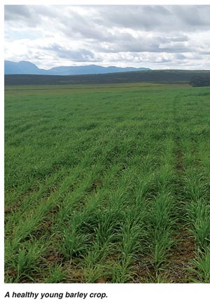 Improve your wheat yield with crop rotation