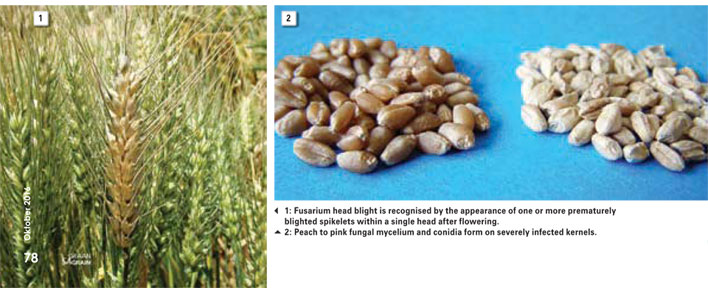 The dangers of mycotoxin-producing Fusarium species on wheat