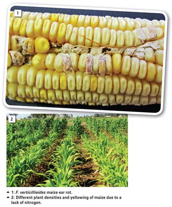 What causes Fusarium ear rot to produce fumonisins?