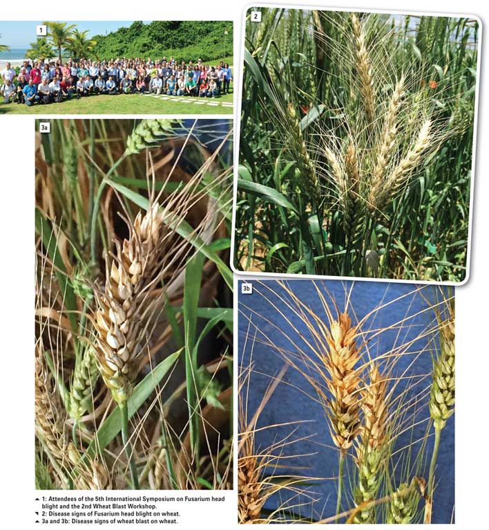 Fusarium head blight incidence is on the rise, globally