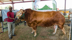 The two biggest role players in the industry will be hosting the very first NAMPO ALFA Livestock, Hunting and Outdoor Expo at NAMPO Park just outside Bothaville from 29 September to 1 October 2022.