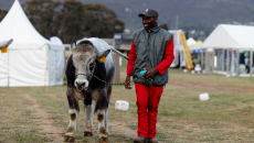 Nampo Kaap / Nampo Cape 2022