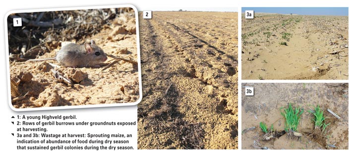 Gerbils: Ecologically based rodent management in maize