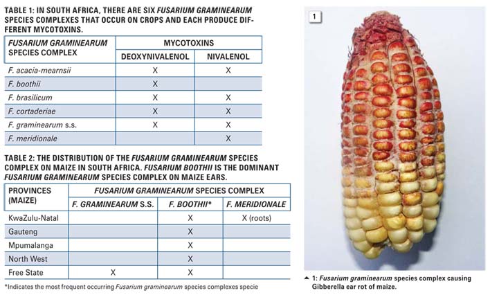 Gibberella on maize, sorghum and wheat