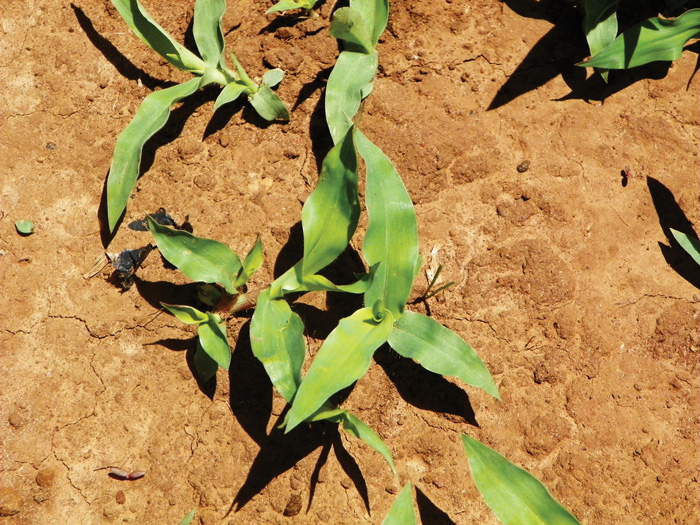 CONTROL OF WEEDS IN MAIZE AND WHEAT Part 6 Herringbone grass