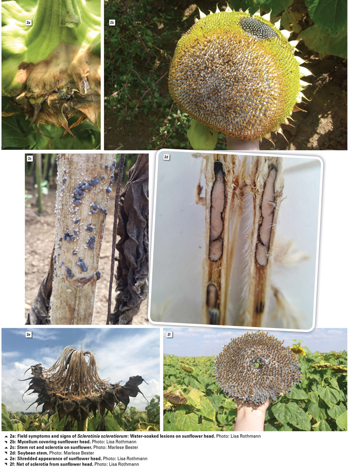 Management of Sclerotinia head and stem rot