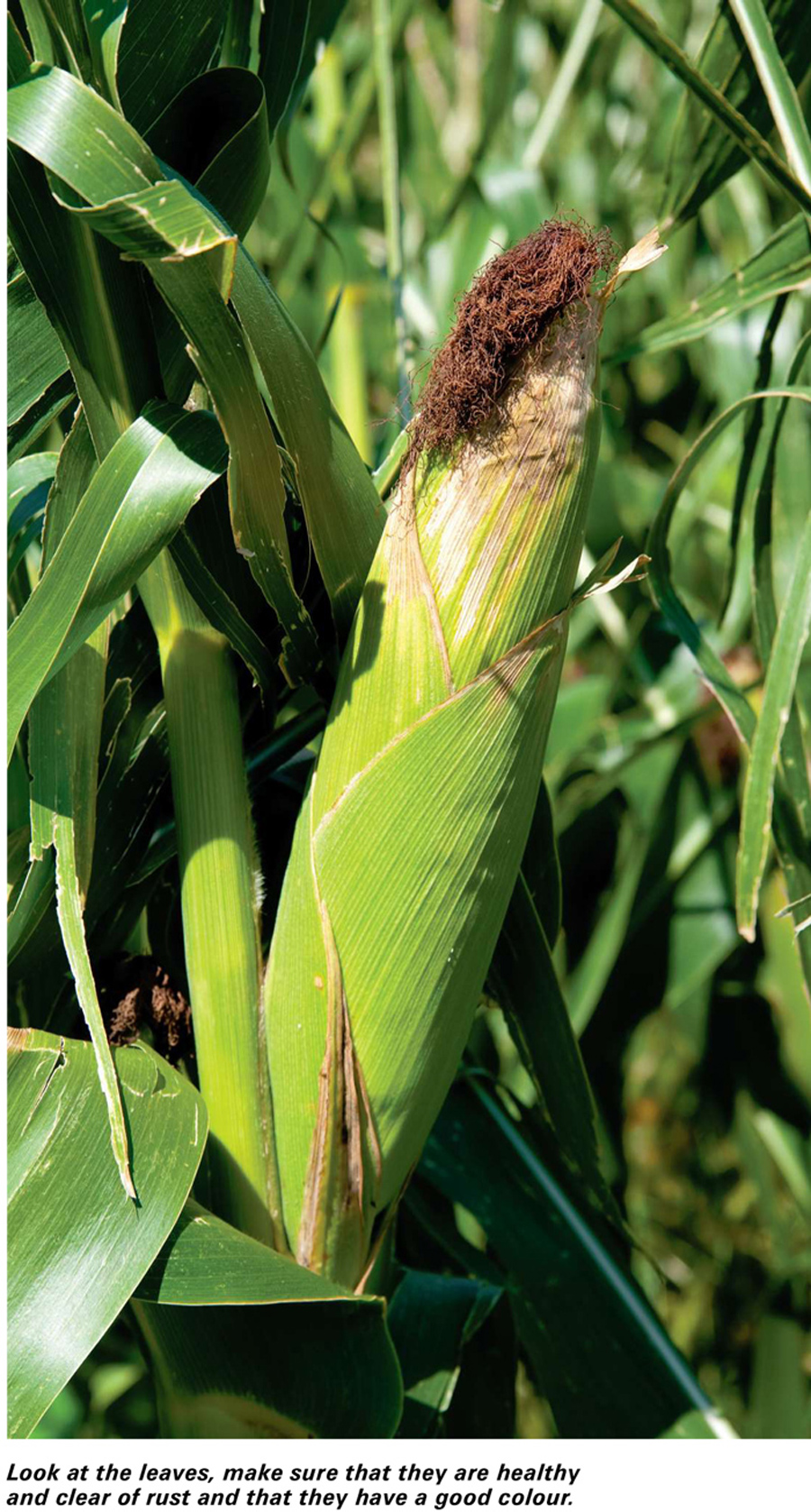 Look at the leaves, make sure that they are healthy and clear of rust and that they have a good colour. 