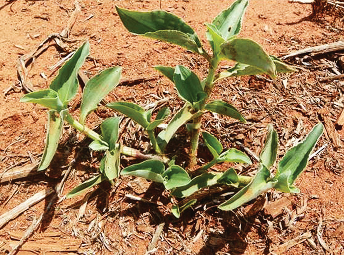 CONTROL OF WEEDS IN MAIZE AND WHEAT Part 9 Benghal wandering Jew