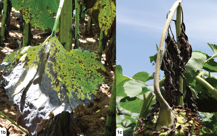 Alternaria leaf blight (Photo 1b), and Phoma black stem (Photo 1c)