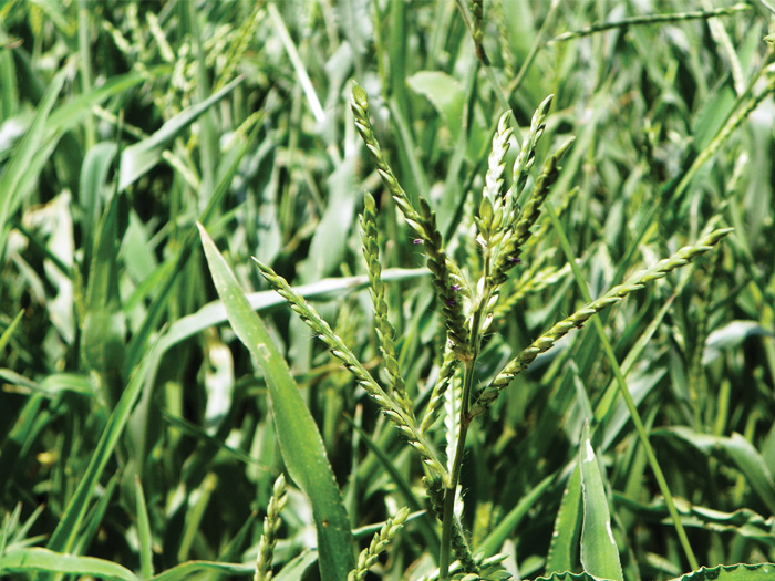 CONTROL OF WEEDS IN MAIZE AND WHEAT Part 6 Herringbone grass