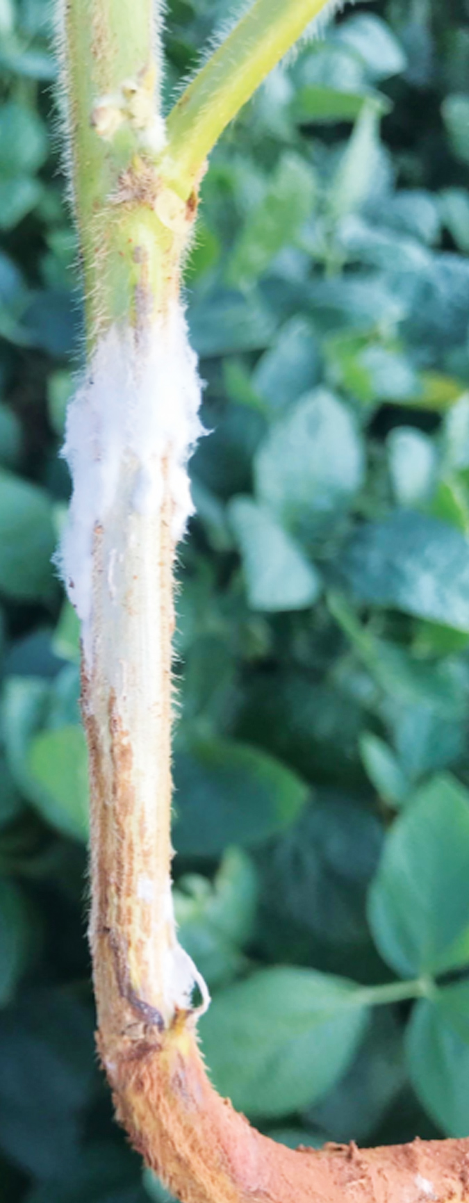 Prevent Sclerotinia in oilseed production