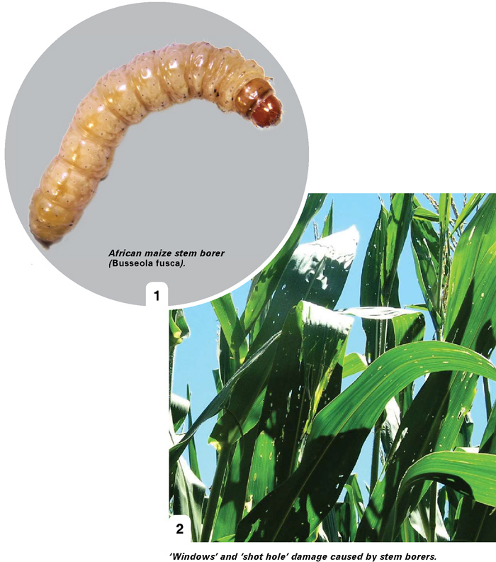 The stem borer complex of South Africa