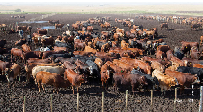 feedlot business plan pdf south africa