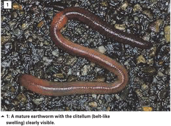 earthworms in soil