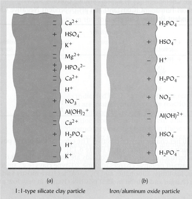 SOIL: THE PRODUCER'S MOST IMPORTANT ASSET Part 8: Cation exchange capacity  and the diffuse double layer