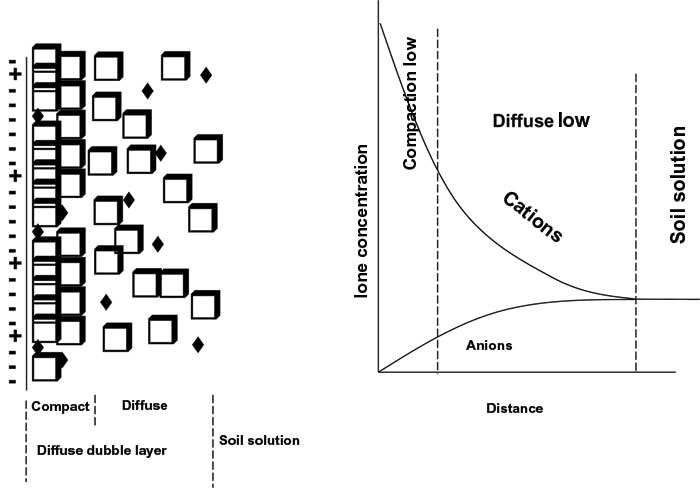 SOIL: THE PRODUCER'S MOST IMPORTANT ASSET Part 8: Cation exchange capacity  and the diffuse double layer